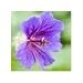 from Pureaire Pureaire Geranium Essences 100ml