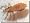 Lice Repellant Natural Mint ERADICATOR Lice Spray - 8oz