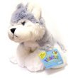 Webkinz Husky