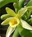 Kitchen & Housewares : Vanilla planifolia seedling