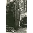 HUMBOLDT CALIFORNIA Richardson Grove redwood logging RPPC