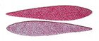 Billy Baits BS9-4 Bonita Strip -- Pink 9 2 Pack
