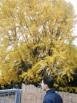 Gingko Biloba "Saratoga"
