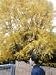 Gingko Biloba Five Gallon Tree