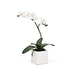 Torre & Tagus 16-Inch Orchid Potted Single Stem, White