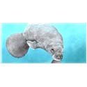 Manatee - Chocolate Rice Crisp, 12 Units 3.2 oz by Endangered Species