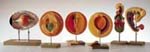 SOMSO Chick Embryo Development Model Set
