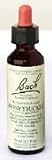 Bach Flower Essence - Honeysuckle