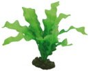 Hobby Echinodrus - 20cm