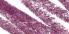 Shimmering Plum 4L Shimmering Plum 4L