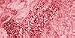 Laura Geller Blush - N - Brighten Roseberry