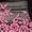 Blk/Pink Paradise