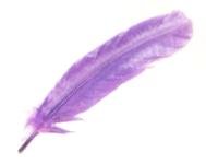 Purple Quill Feather