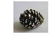 Sterling Silver Small Acorn S/N: #310