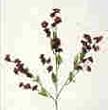 Baby Breath Stem-Burgandy
