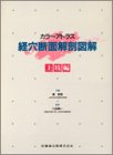 カラーアトラス経穴断面解剖図解 (上肢編)の商品情報を見る