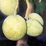 White Sapote Tree Five Gallon