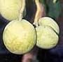 White Sapote Tree Five Gallon