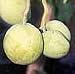 White Sapote Tree Five Gallon