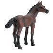 Arabian - Foal