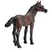 Arabian - Foal