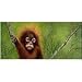 Milk Chocolate - Orangutan Macadamia Coconut, 12 Units / 3.2 oz