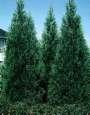10 Leyland Cypress Trees 12-16 Tall