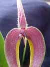 Bulbophyllum blumei (masdevalliacium) 386A