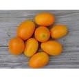 Nagami Kumquat Tree Premium Quality Topiary Five Gallon