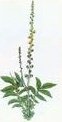 Agrimony Herbal Tea
