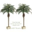 TWO 7' Phoenix Palm Trees in Rectangular Plastic Pots