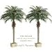 TWO 7' Phoenix Palm Trees in Rectangular Plastic Pots