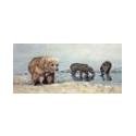Grizzly - Dark Chocolate Raspberry, 12 Units 3.2 oz by Endangered Species