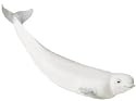 Safari: Beluga Whale