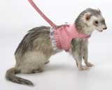 Marshall Pet Products Lead Pink Small - FP-326