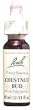 Chestnut Bud - 20 ml - Liquid Chestnut Bud - 20 ml - Liquid