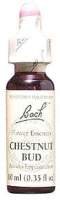 Chestnut Bud - 20 ml - Liquid