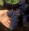 Concord Grape Vine Two Gallon