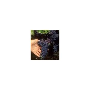 Concord Grape Vine One Gallon