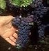Concord Grape Vine One Gallon
