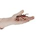 ANT LIFE CYCLE STAGES