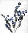 Baby Breath Stem-Blue