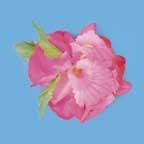 Review Pams  / HAWAIIAN - FLOWER HAIR CLIP (Hot Pink)