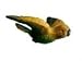 Clark Collection Parakeet Window Magnet CC1406003