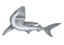 Shark Temporary Tattoo
