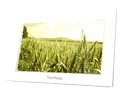 Viewsonic VFA770w-70P LCD 7 in. Digital Photo frame (White)