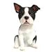 boston terrier - Boston Terrier Bobble Head2008