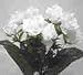 Open Rose Bush-White
