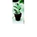 Red Mangrove Seedlings