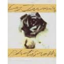 Cy Twombly - Photographien
